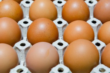 Yumurta tavuk çiftliği Satılık korunmuş paket