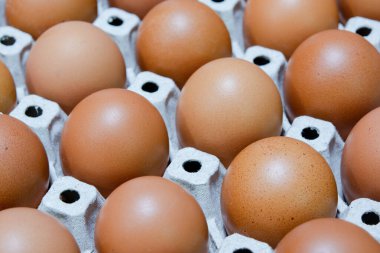 Yumurta tavuk çiftliği Satılık korunmuş paket