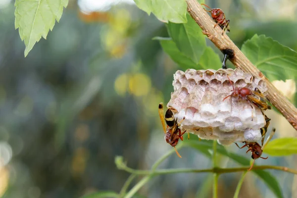 Wespen Einem Nest Ast Der Nähe — Stockfoto