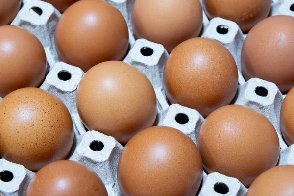 Yumurta tavuk çiftliği Satılık korunmuş paket