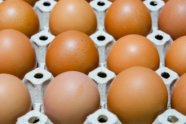 Yumurta tavuk çiftliği Satılık korunmuş paket