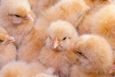 Yenidoğan tavuk, tavuk çiftliği