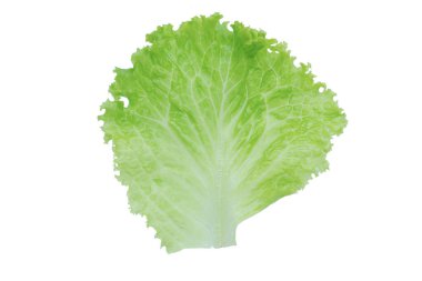Marul. Beyaz arkaplanda kırpma ile izole edilmiş salata yaprağı