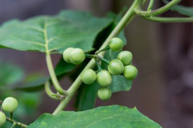Bezelyeli patlıcan, Türk böğürtlenli