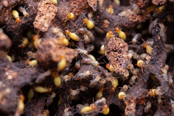 Termites Eat Wooden Planks Damage Wooden House Termite — Photo