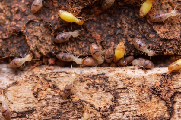 Termites Eat Wooden Planks Damage Wooden House Termite — Photo