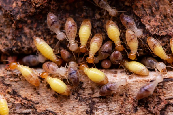 Termites Eat Wooden Planks Damage Wooden House Termite — Stock Photo, Image