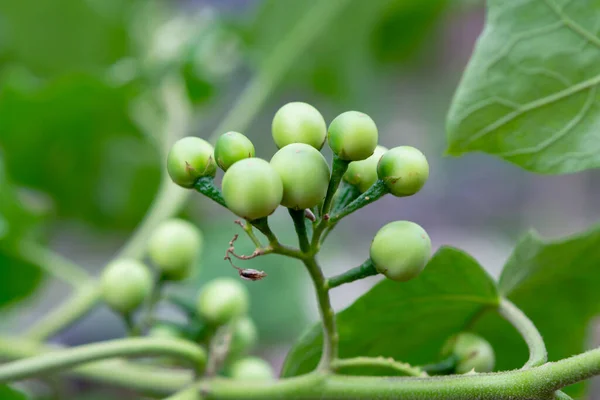 Pea Eggplant Turkey Berry Branch — Stockfoto