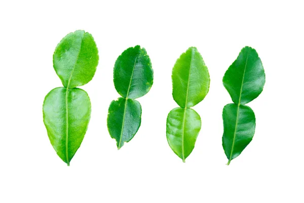 Kaffir Lime Leaves White Background Clipping Path — стоковое фото