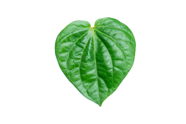 Betel Leaf Isolated White Background Clipping Path — Zdjęcie stockowe
