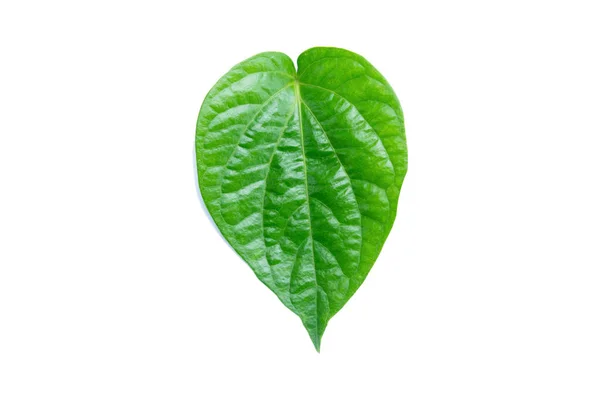 Betel Leaf Isolated White Background Clipping Path — Stock fotografie