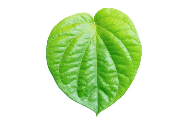 Betel Leaf Isolated White Background Clipping Path — Stock fotografie