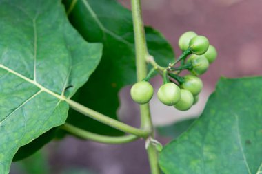Bezelyeli patlıcan, Türk böğürtlenli