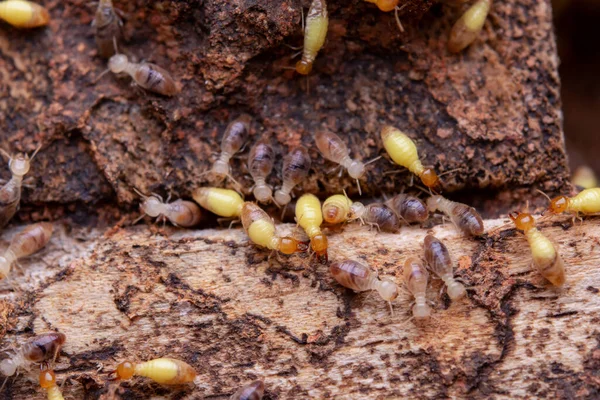 Termites Eat Wooden Planks Damage Wooden House Termite — Stock Photo, Image