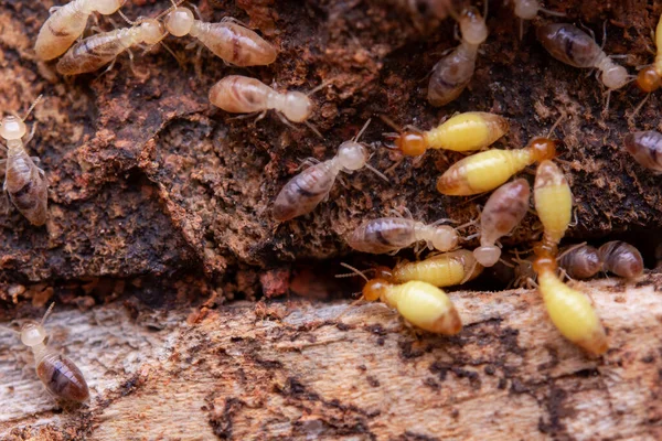 Termites Eat Wooden Planks Damage Wooden House Termite — Stock Photo, Image