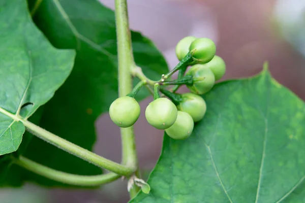 Pea Eggplant Turkey Berry Branch — Stockfoto