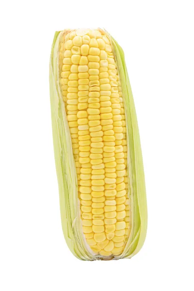 生长在白色背景下的玉米 带有收割路径 — 图库照片