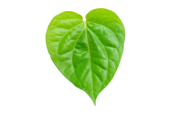 Betel Leaf Isolated White Background Clipping Pat — Stock fotografie