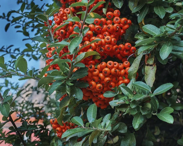 Rostliny byly natočeny na podzim. Ruscus aculeatus Pungitopo — Stock fotografie
