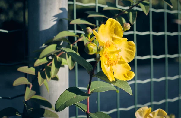 Sarı Çiçeklerin Kapanışı Sonbahar Güneşi 'nde. HYPERİCUM HIDCOTE