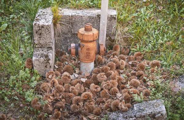Yangın musluğunun etrafındaki kestane kabuklarından bir halı. Sonbahar Konsepti. Castanea Sativa