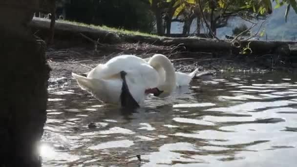 Swans Cygnus Columbianus While Feeding And Wiping — Stock Video
