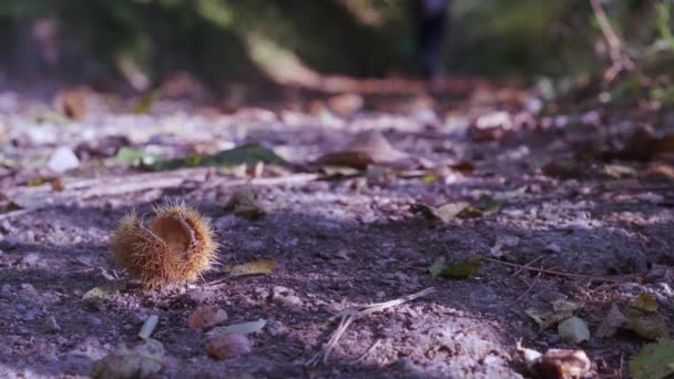 Περπατώντας στο δάσος για να θερίσει κάστανα. — Αρχείο Βίντεο