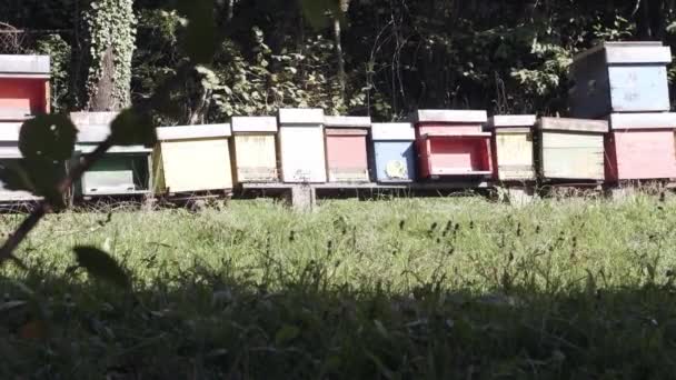 Weitschuss: Gruppe bunter Bienenstöcke auf einem landwirtschaftlichen Feld. — Stockvideo