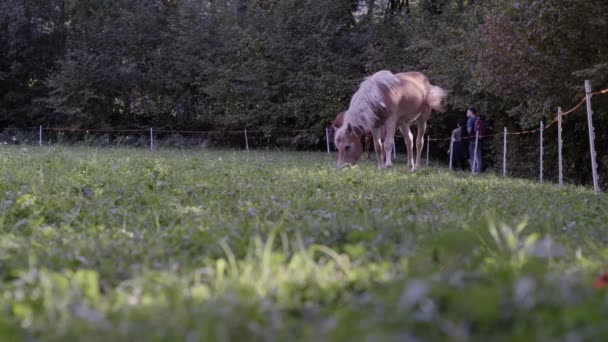 Long View: Δύο καφέ άλογα που βόσκουν στη φύση — Αρχείο Βίντεο