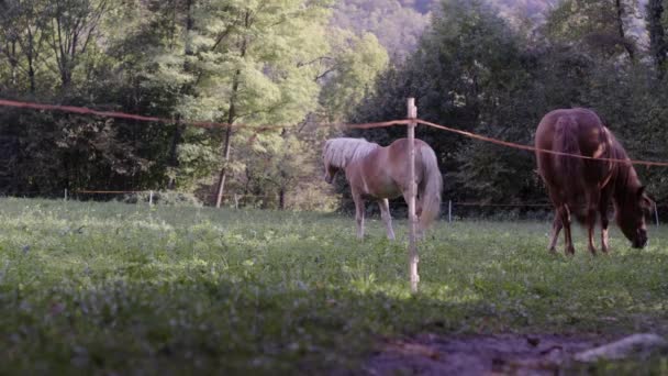 Lage hoek: Twee bruine paarden grazen op een verse weide — Stockvideo