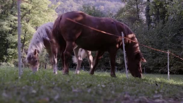 低角度：棕色和浅棕色的马的草场和自由放牧 — 图库视频影像