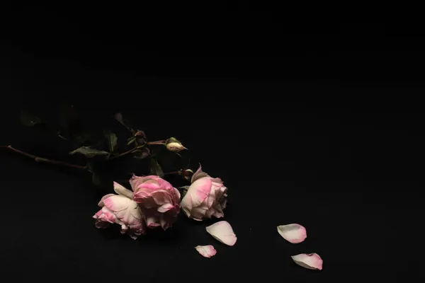  Siyah bir arka planda yatan güllerle ve yapraklarla dolu bir hayat. Boşluğu Kopyala