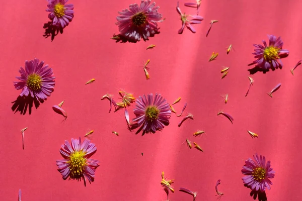 紫や黄色の花 — ストック写真
