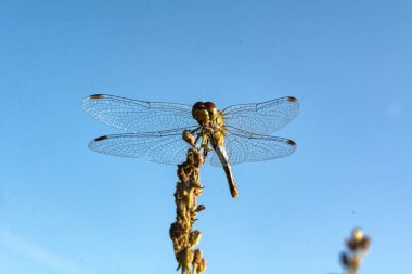 Bir bitkinin üzerine konmuş bir yusufçuk sineğinin yakın çekimi..