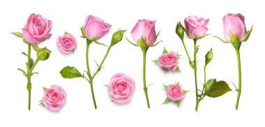 OS pembe gül beyaz bir arka plan üzerinde izole ayarlayın. Tasarım yat, yukarıdan görüntüleme