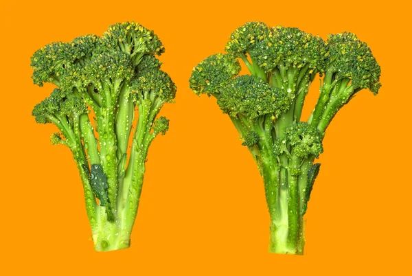 Fresh Broccoli Isolated Orange Background — ストック写真