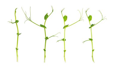 Organic peas microgreen sprouts isolated on white background. The concept of healthy eating and organic food