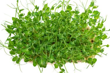Micro greens peas sprouts in white pot on the wooden table. The concept of healthy eating and organic food. View from above