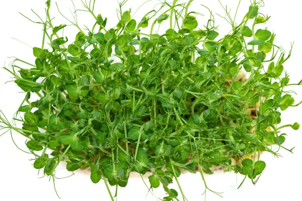 Micro Greens Peas Sprouts White Pot Wooden Table Concept Healthy — Fotografia de Stock