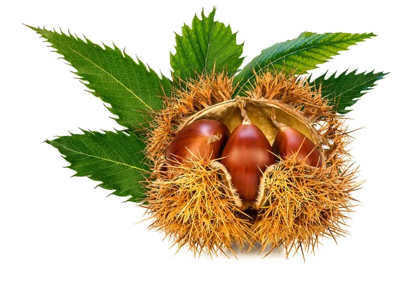 Culla Castagne Mezza Aperta Con Tre Castagne Dolci Guscio Con — Foto Stock