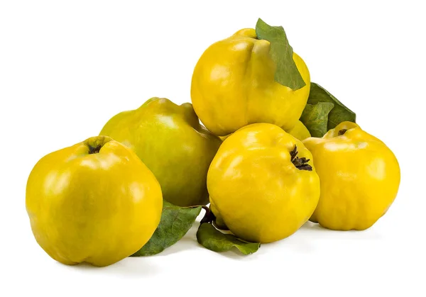 クヌギ科のCydonia属の唯一のメンバーです 梨に似た落葉性のポムフルーツを持つ木で 成熟すると鮮黄金色をしています — ストック写真