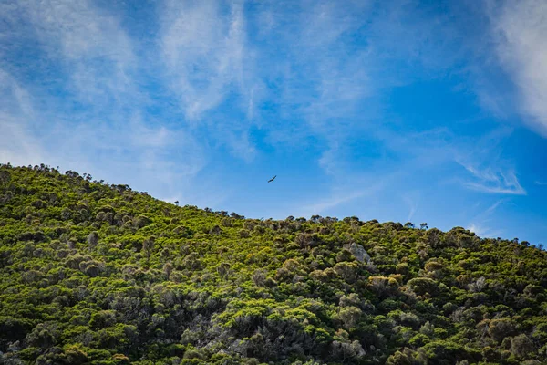 Sea eagle flying on the forest mountain in Cruising tour view in the Bass Strait at Wilson Promontory Victoria Australia, blue sky and blue sea