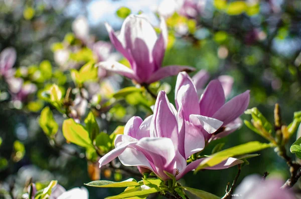 Magnolia soulangeana flowers on green a tree. In the spring garden, Magnolia blooms. Blooming Tulip Tree. close-up — Zdjęcie stockowe