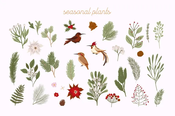 收集冬季植物 完美的圣诞快乐 新年快乐 请柬和贺卡 可编辑的矢量说明 — 图库矢量图片