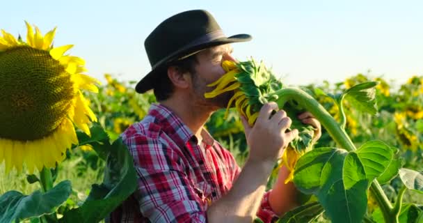 Фермер стоит на поле из желтых подсолнухов, целует цветок — стоковое видео