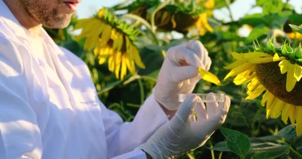 Les assistants de laboratoire examinent la culture de plantes verdoyantes. Industrie agricole. tournesol. — Video