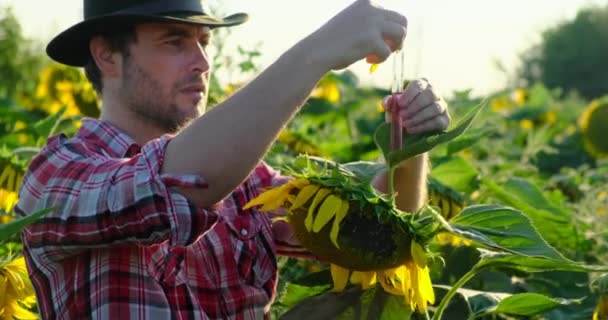 Naukowiec robi analizę roślin. Koncepcja ekologia, kontrola, produkty naturalne — Wideo stockowe