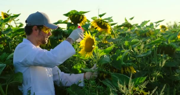 Lab assistants examine verdant plant growing. Agricultural industry. sunflower. — Stock Video