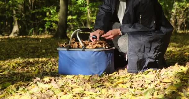 Recogedor de hongos chica en el bosque de otoño en busca de setas con una cesta — Vídeos de Stock