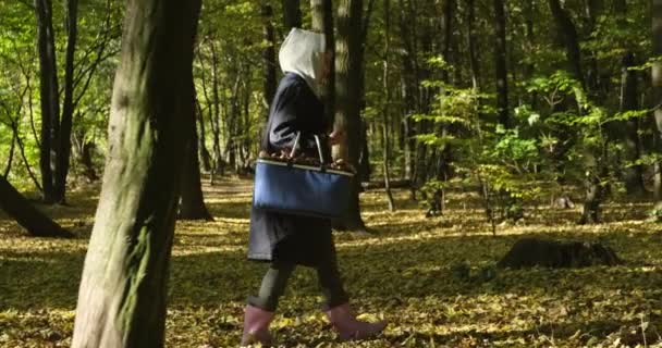 Recogedor de hongos chica en el bosque de otoño en busca de setas con una cesta — Vídeos de Stock